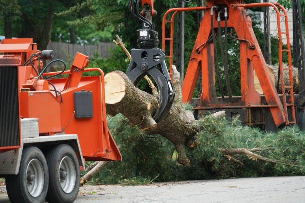 Best Leaf Removal  in South Shore, KY